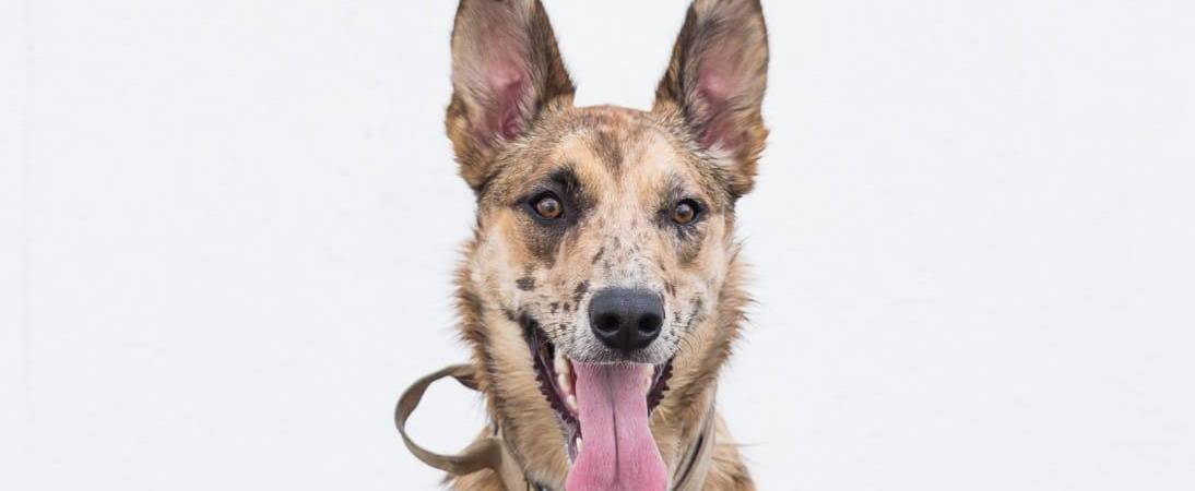 Él es el héroe de cuatro patas: Dalí. FOTO: CORTESÍA