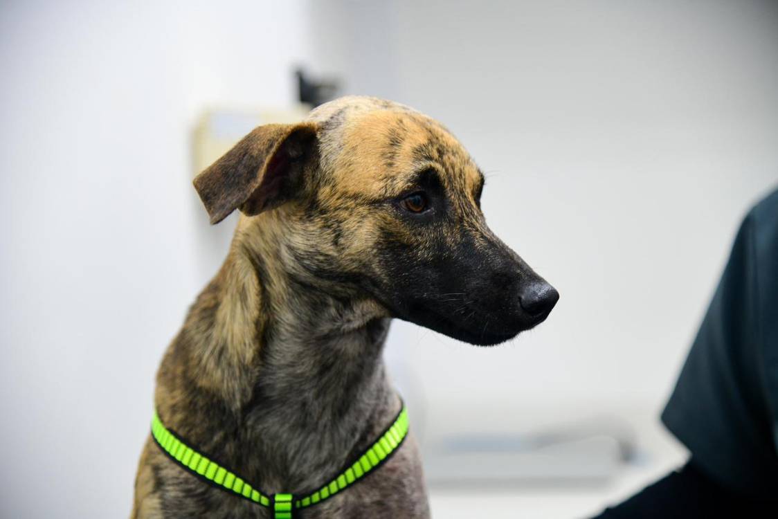 Bizcocho, el perro maltratado en el sur de Bolívar. <b><span class=mln_small-caps_mln>/FOTO: GOBERNACIÓN DE ANTIOQUIA</span></b>