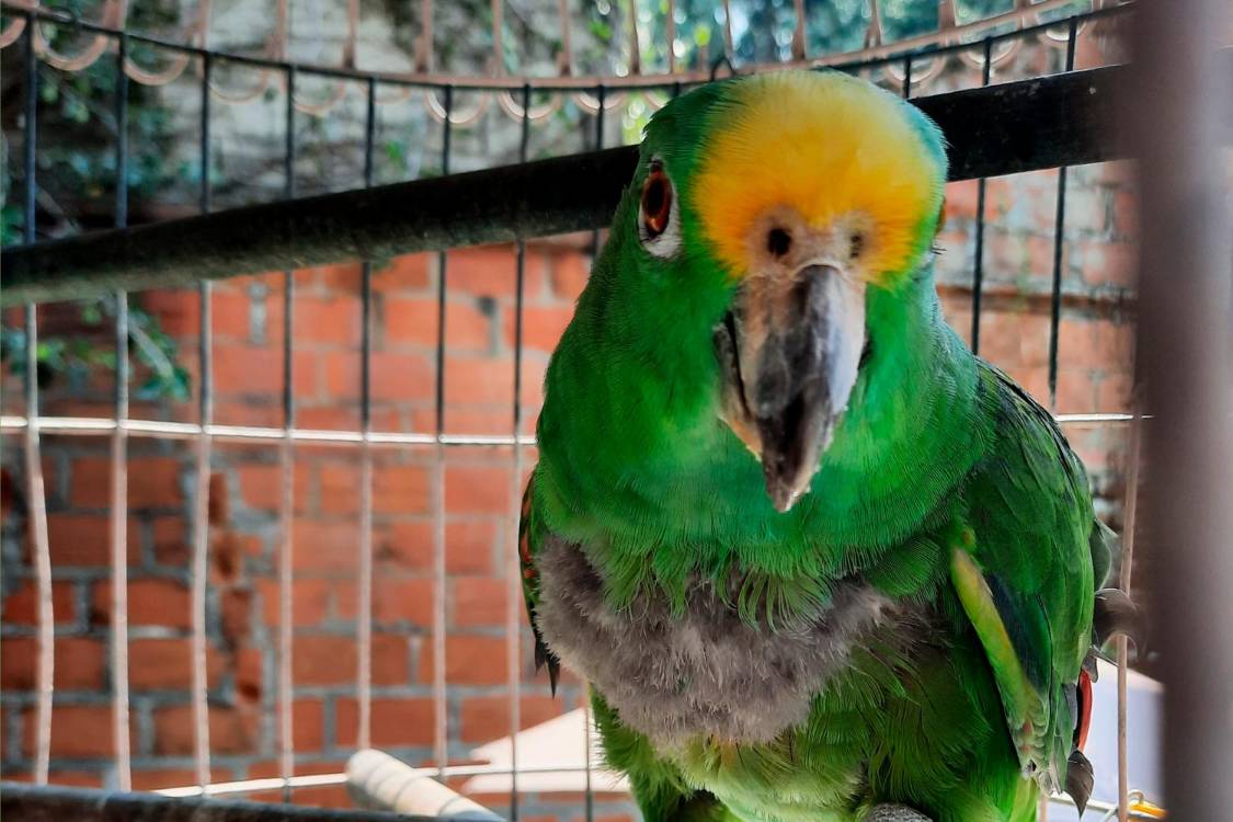 Lorenza tiene más de 50 años y sigue siendo la compañía de la familia Arbeláez. / FOTO: DANIEL GONZÁLEZ.