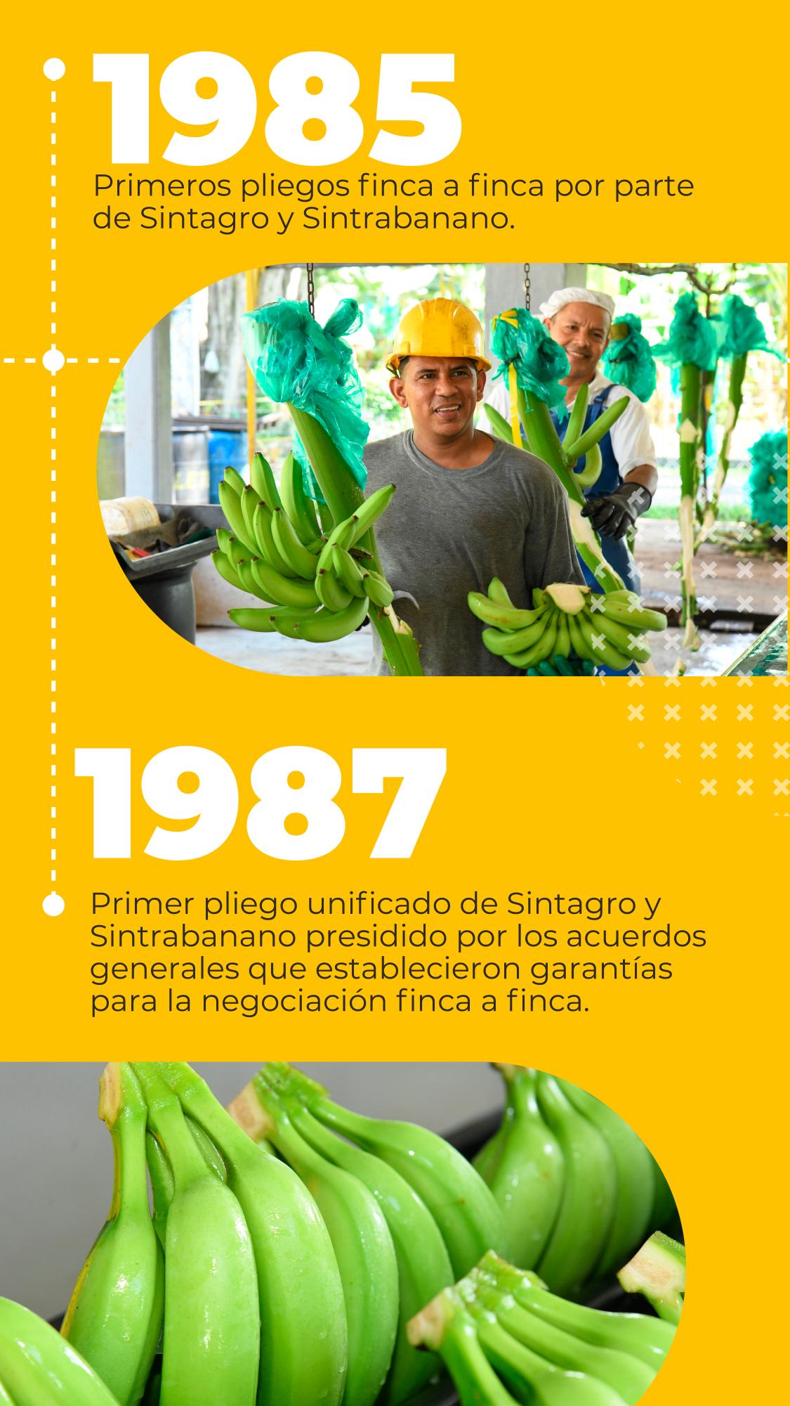 Sector bananero genera empleo digno en Urabá