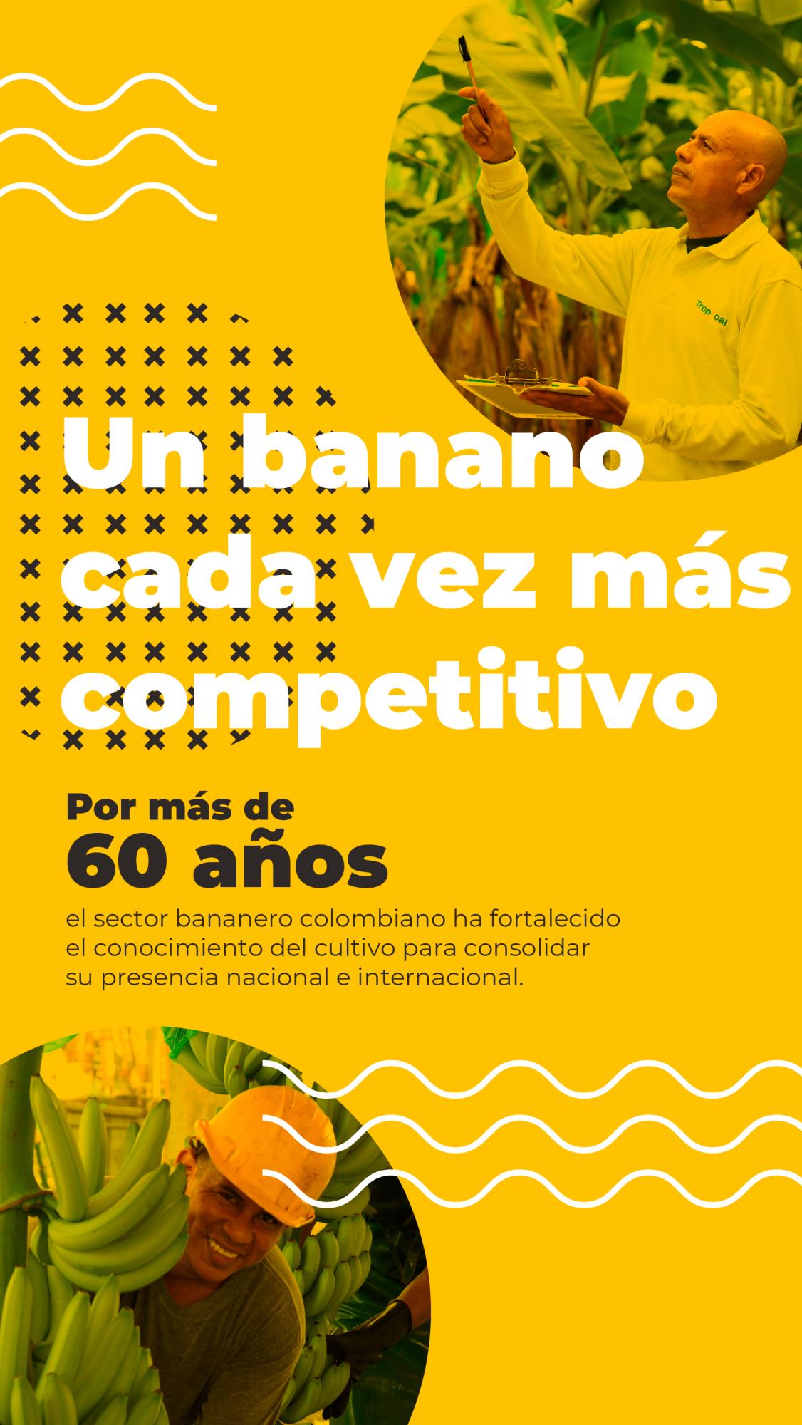 Un banano que se apoya de la ciencia para ser más competitivo