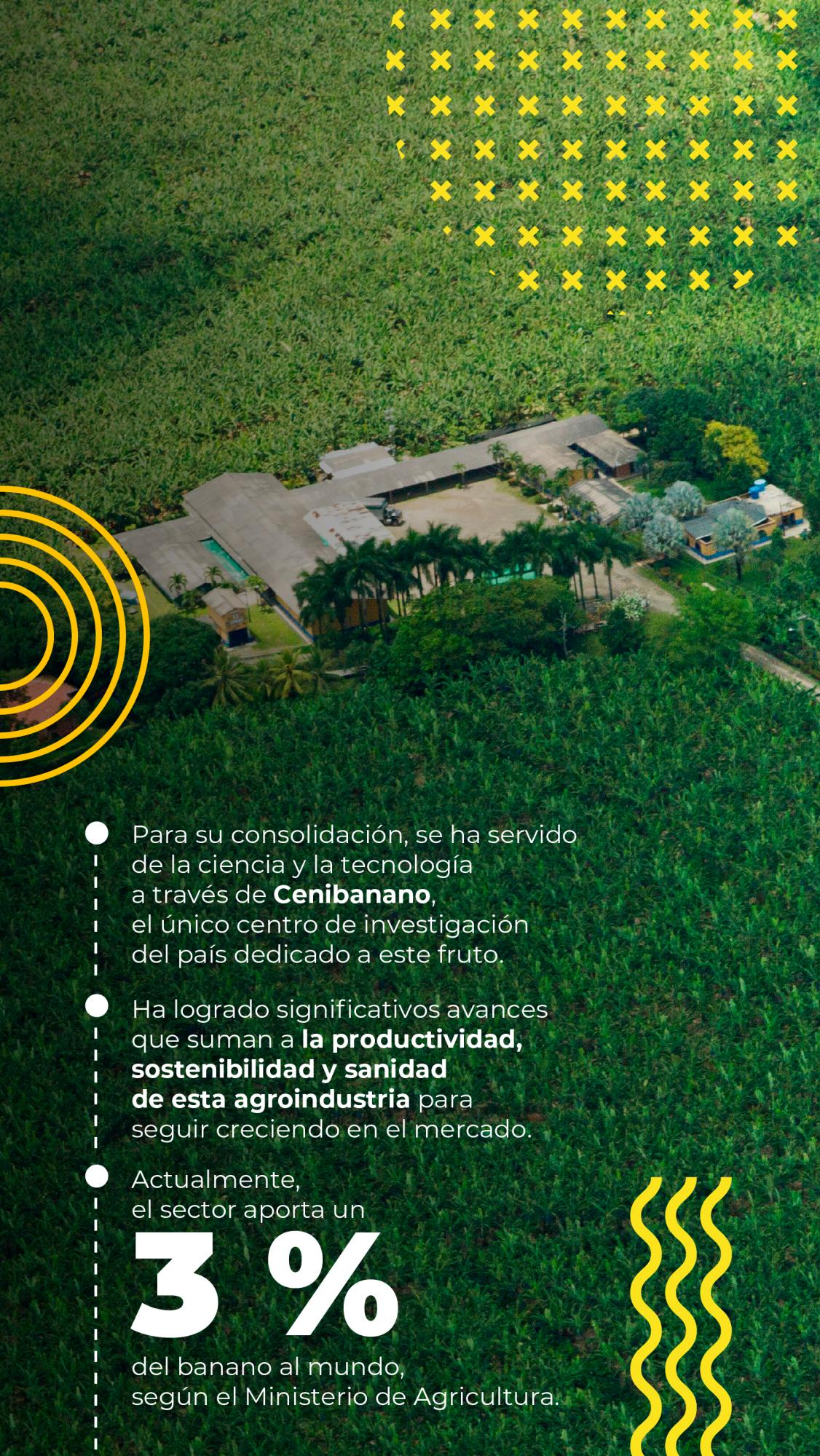 Un banano que se apoya de la ciencia para ser más competitivo