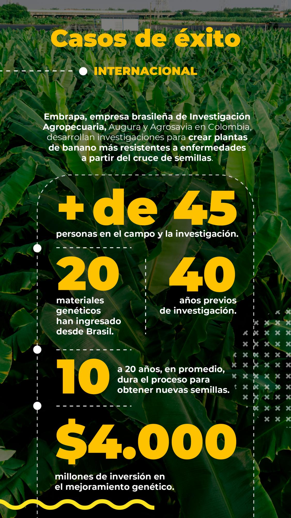 Un banano que se apoya de la ciencia para ser más competitivo