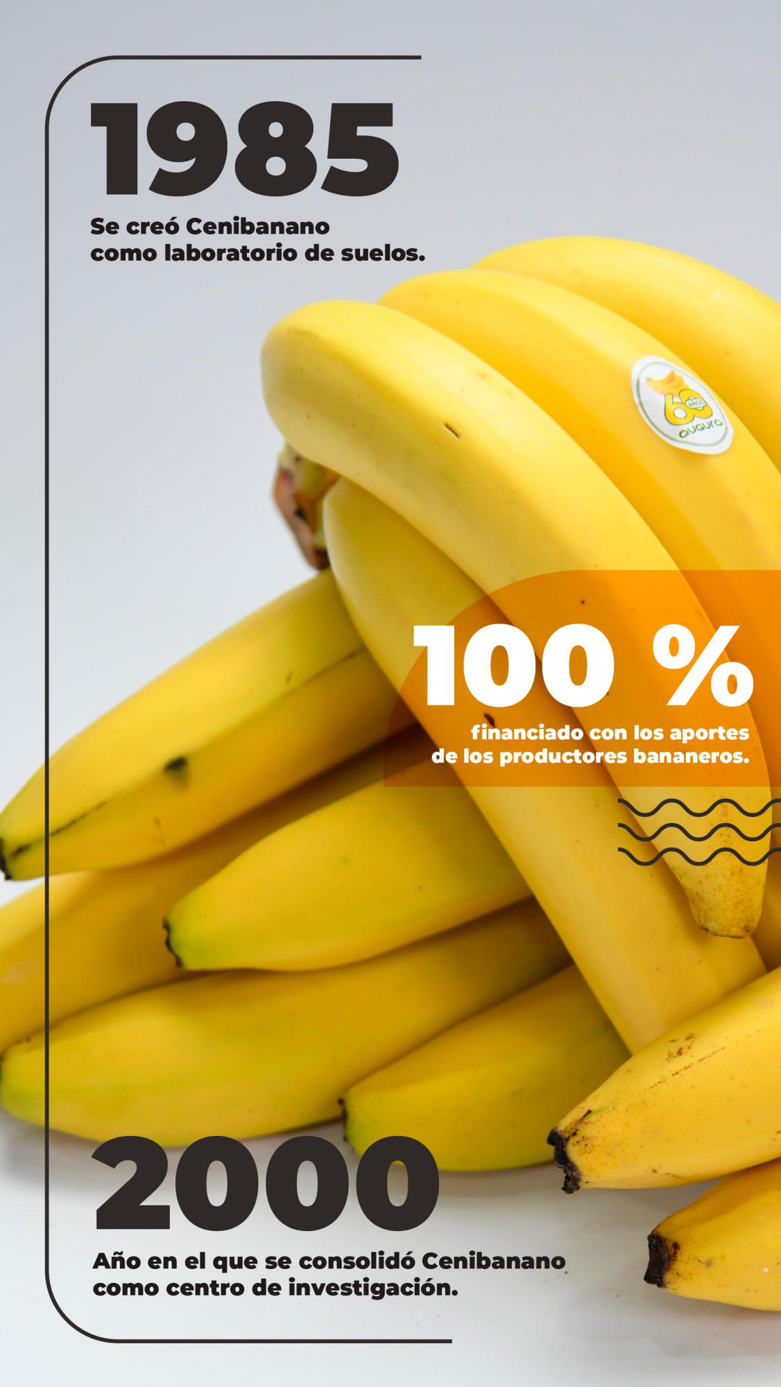 Un banano que se apoya de la ciencia para ser más competitivo