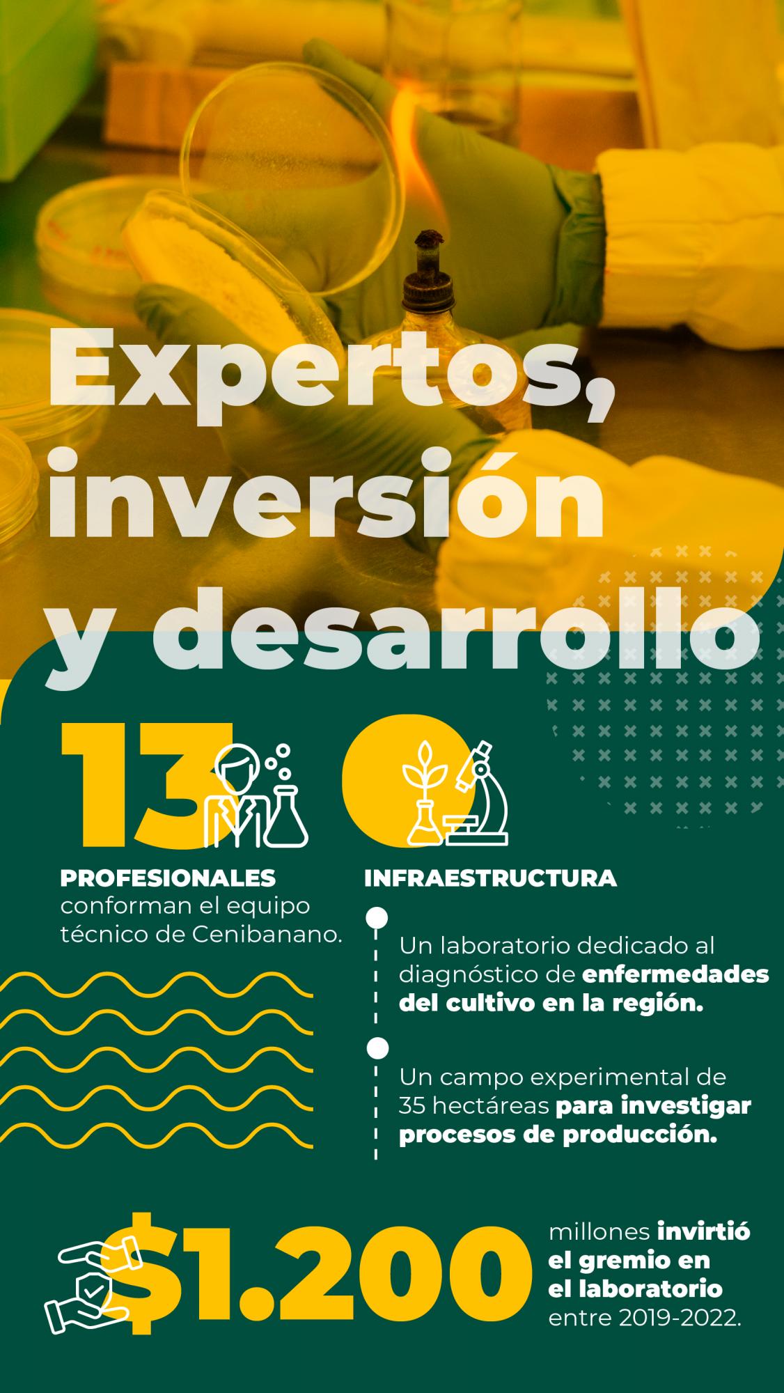 Un banano que se apoya de la ciencia para ser más competitivo