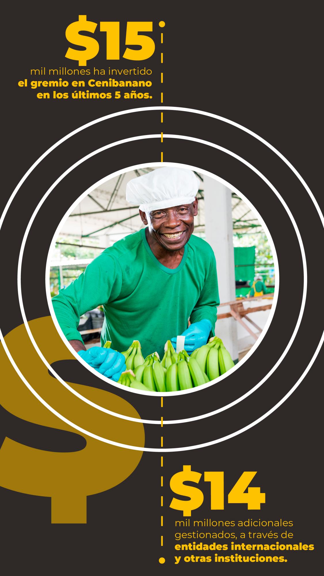 Un banano que se apoya de la ciencia para ser más competitivo