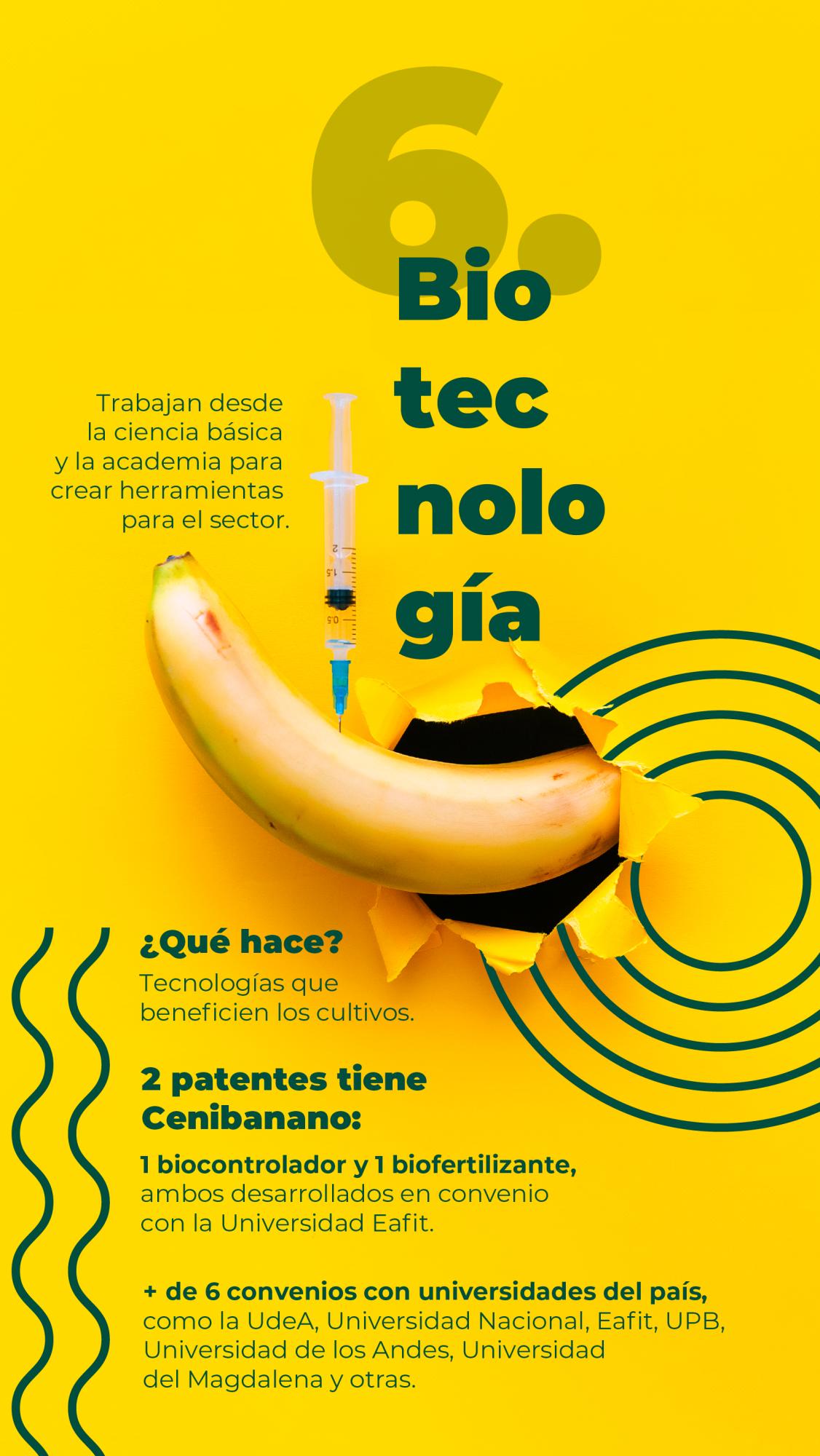 Un banano que se apoya de la ciencia para ser más competitivo