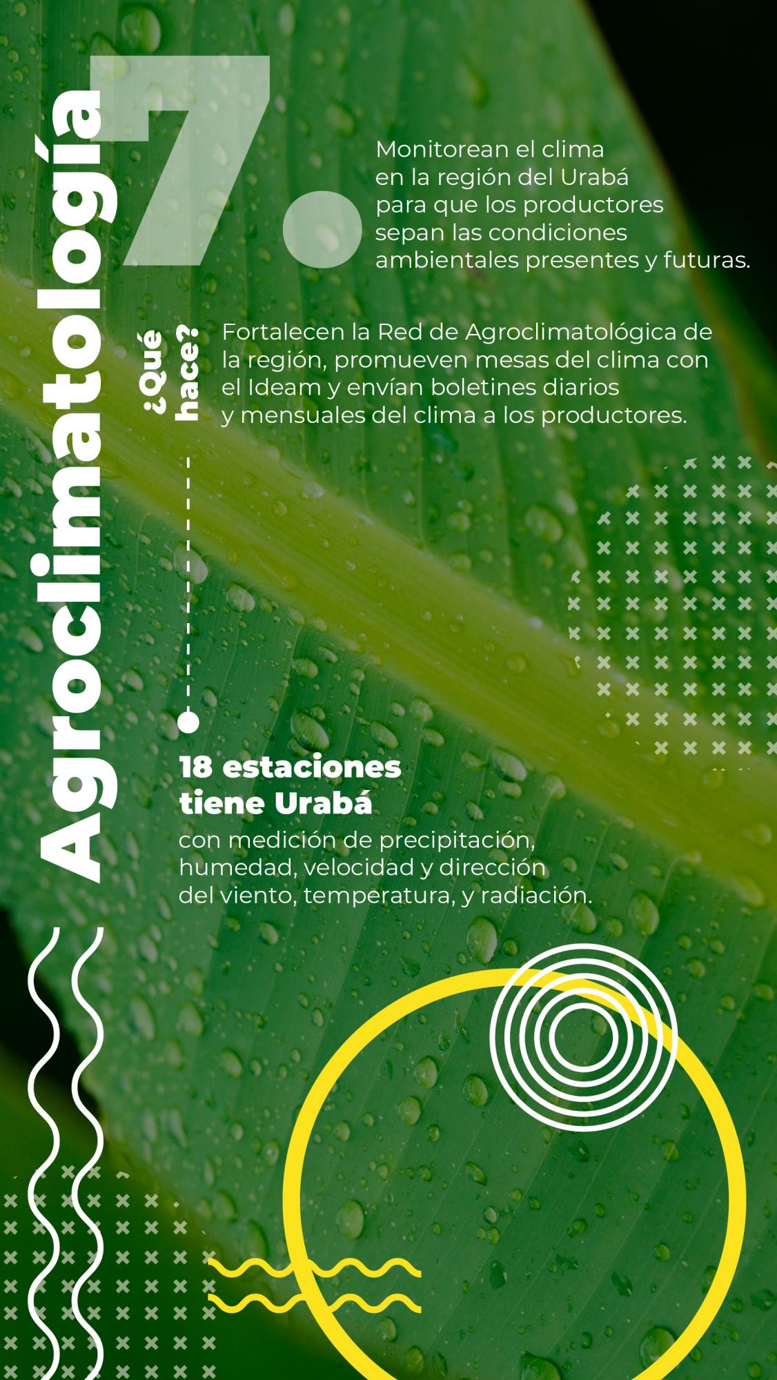 Un banano que se apoya de la ciencia para ser más competitivo