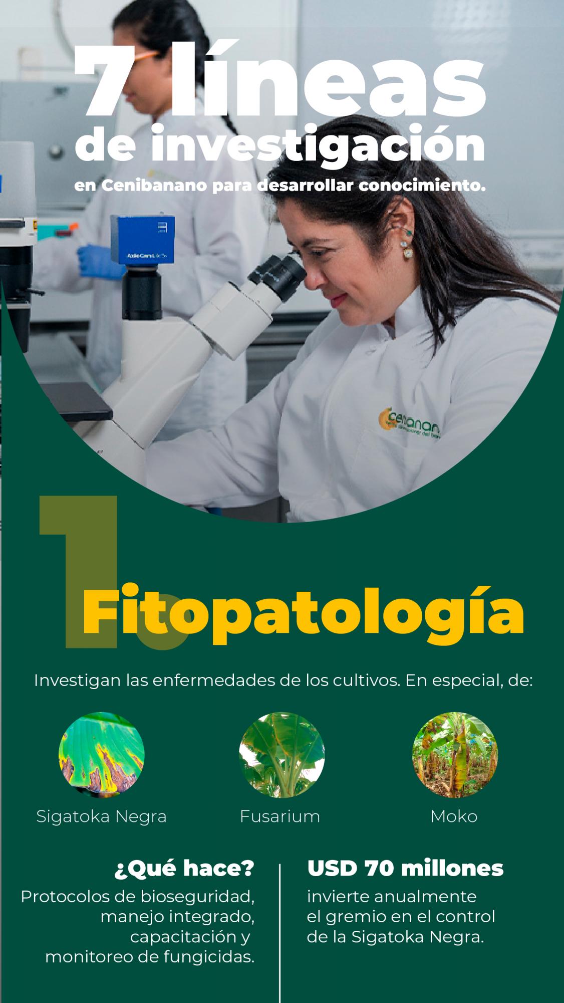 Un banano que se apoya de la ciencia para ser más competitivo