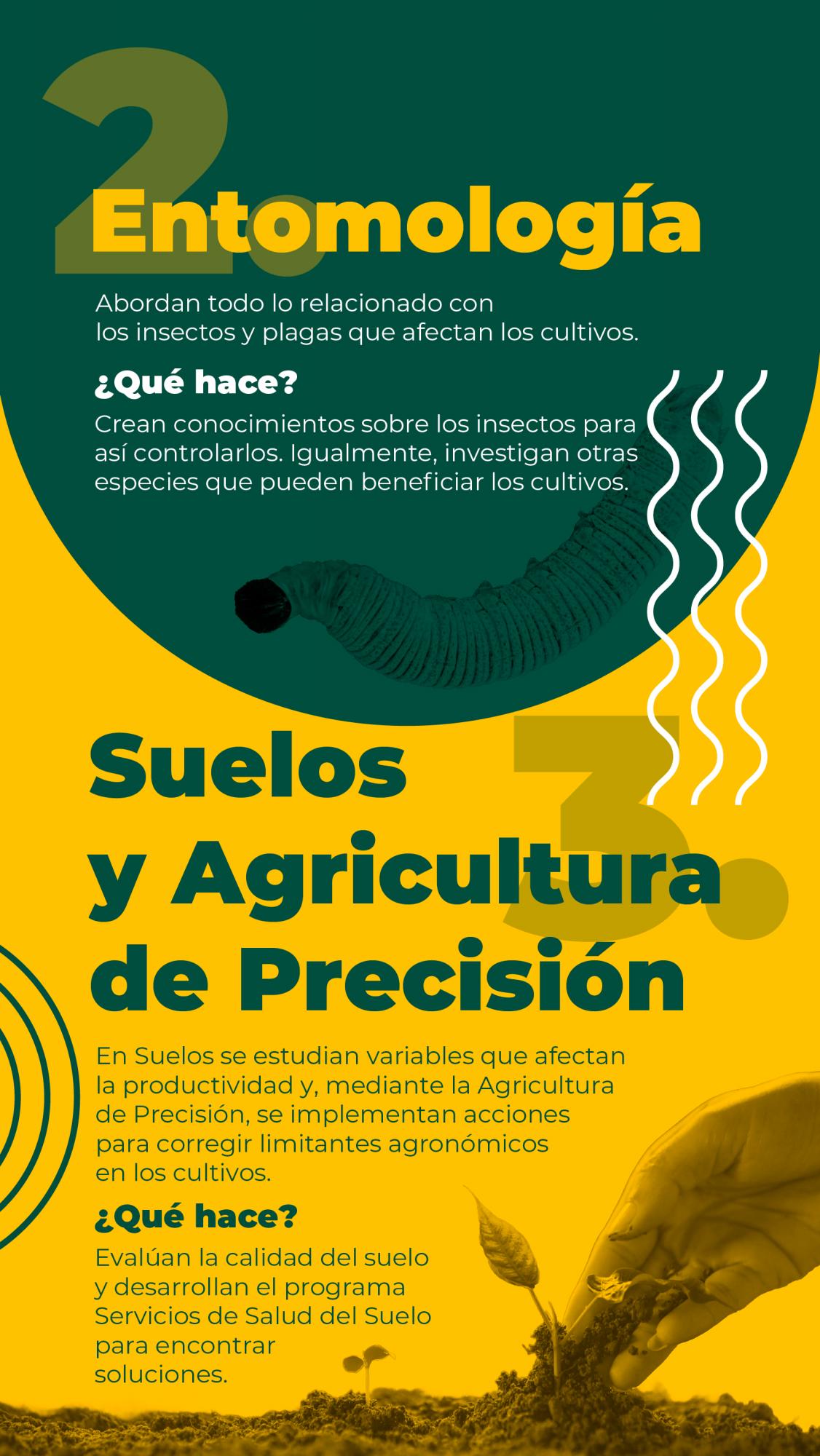 Un banano que se apoya de la ciencia para ser más competitivo