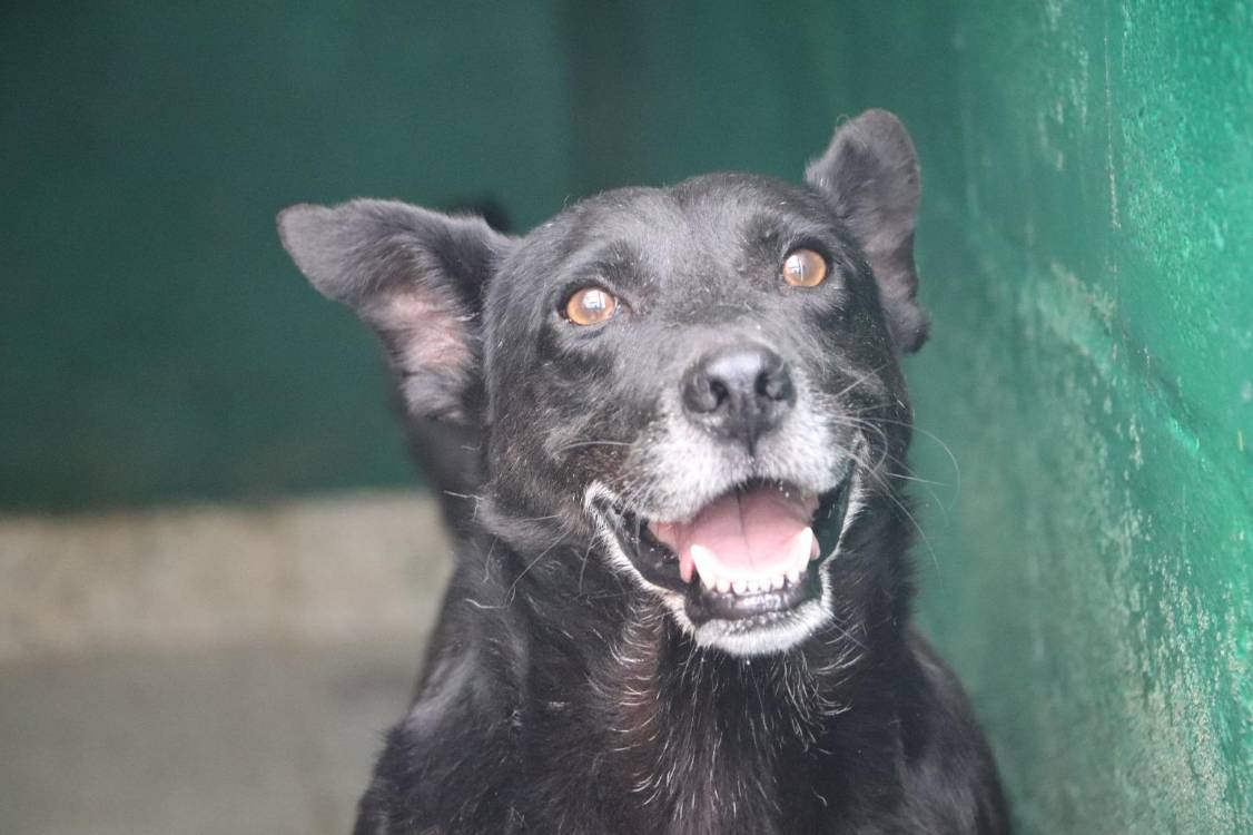 Perrito disponible para adopción. FOTO: ALCALDÍA DE MEDELLÍN