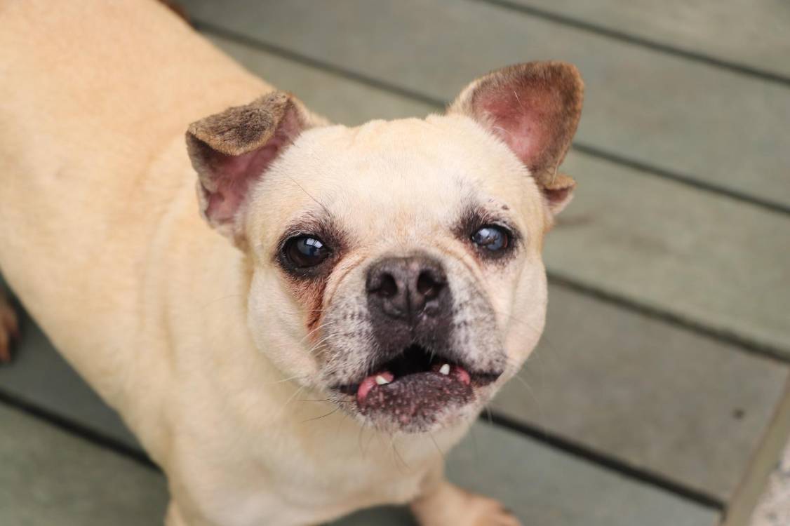 Perrito disponible para adopción. FOTO: ALCALDÍA DE MEDELLÍN