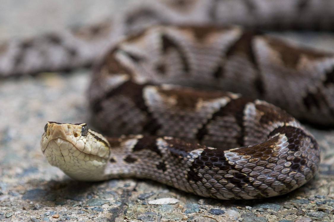 Serpiente mapaná. FOTO: JULIO CÉSAR HERRERA