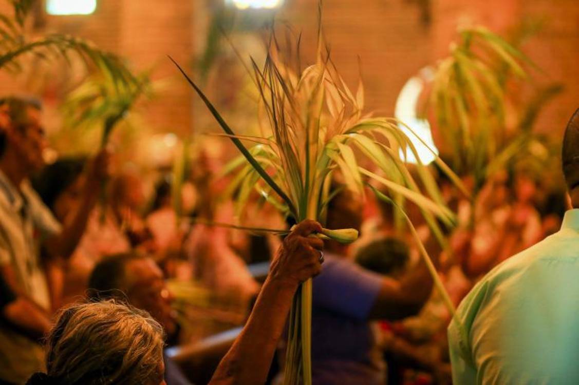 La palma de cera, utilizada tradicionalmente en Semana Santa, es símbolo patrio y está categorizada en peligro de extinción. FOTO: CAMILO SUÁREZ