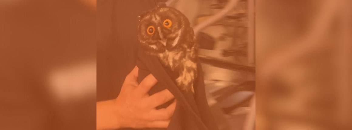 Imagen Actualidad Buho-cornudo-rescatado-en