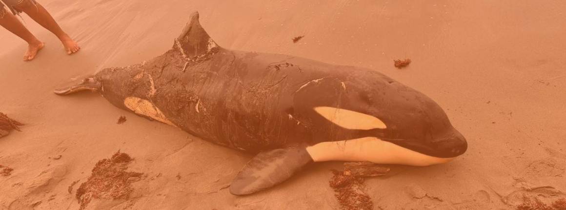 Imagen Actualidad Autoridades-ambientales-i