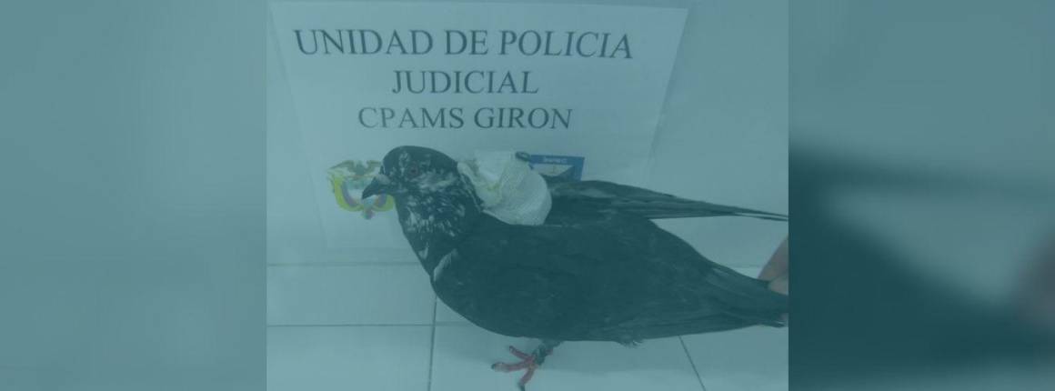 Imagen ASÍ PASÓ Paloma-mensajera-fue-atrapa