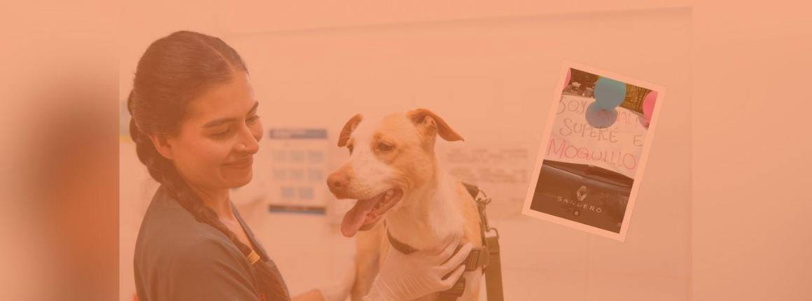 Imagen Actualidad Analí-la-perrita-que-desa