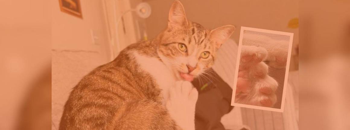 Imagen Actualidad un-gato-con-28-dedos-ganó