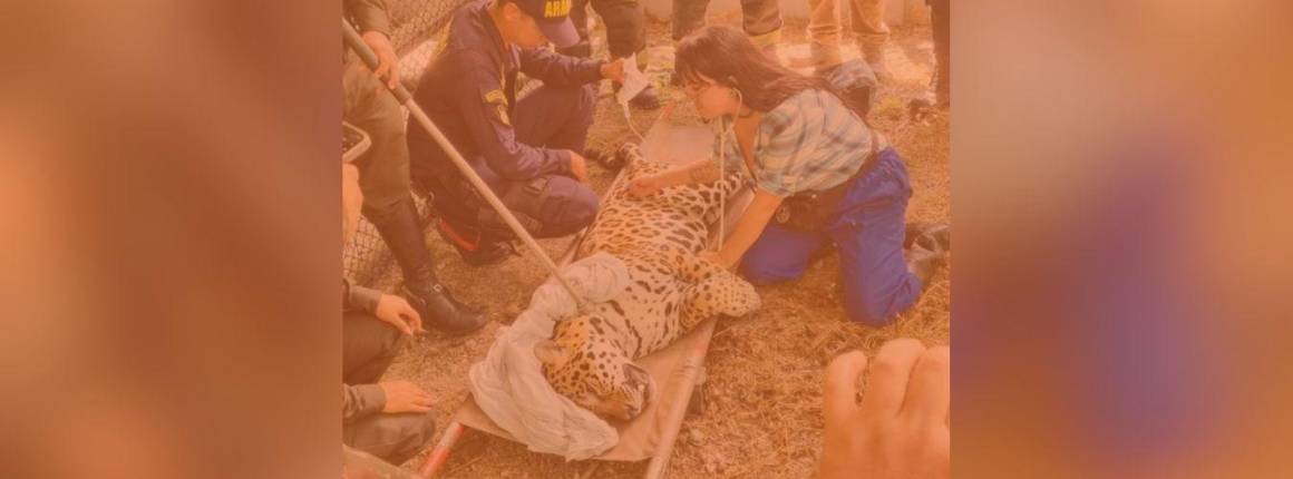 Imagen Actualidad Escapó-jaguar-que-había-s