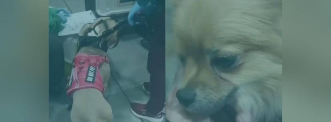 Imagen ASÍ PASÓ Una-pareja-abandonó-dos-per