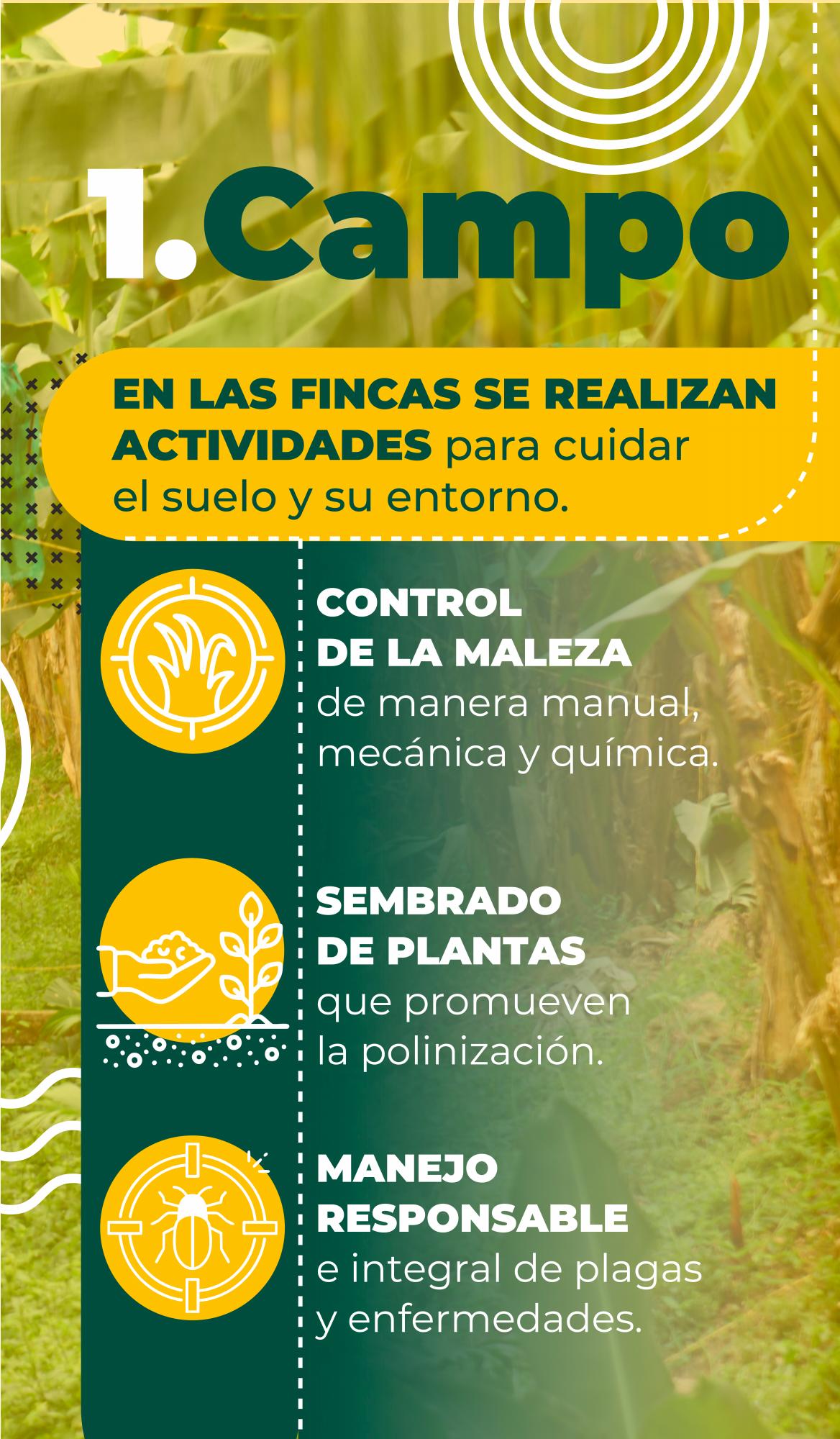 Así protege el sector bananero el medio ambiente en Urabá