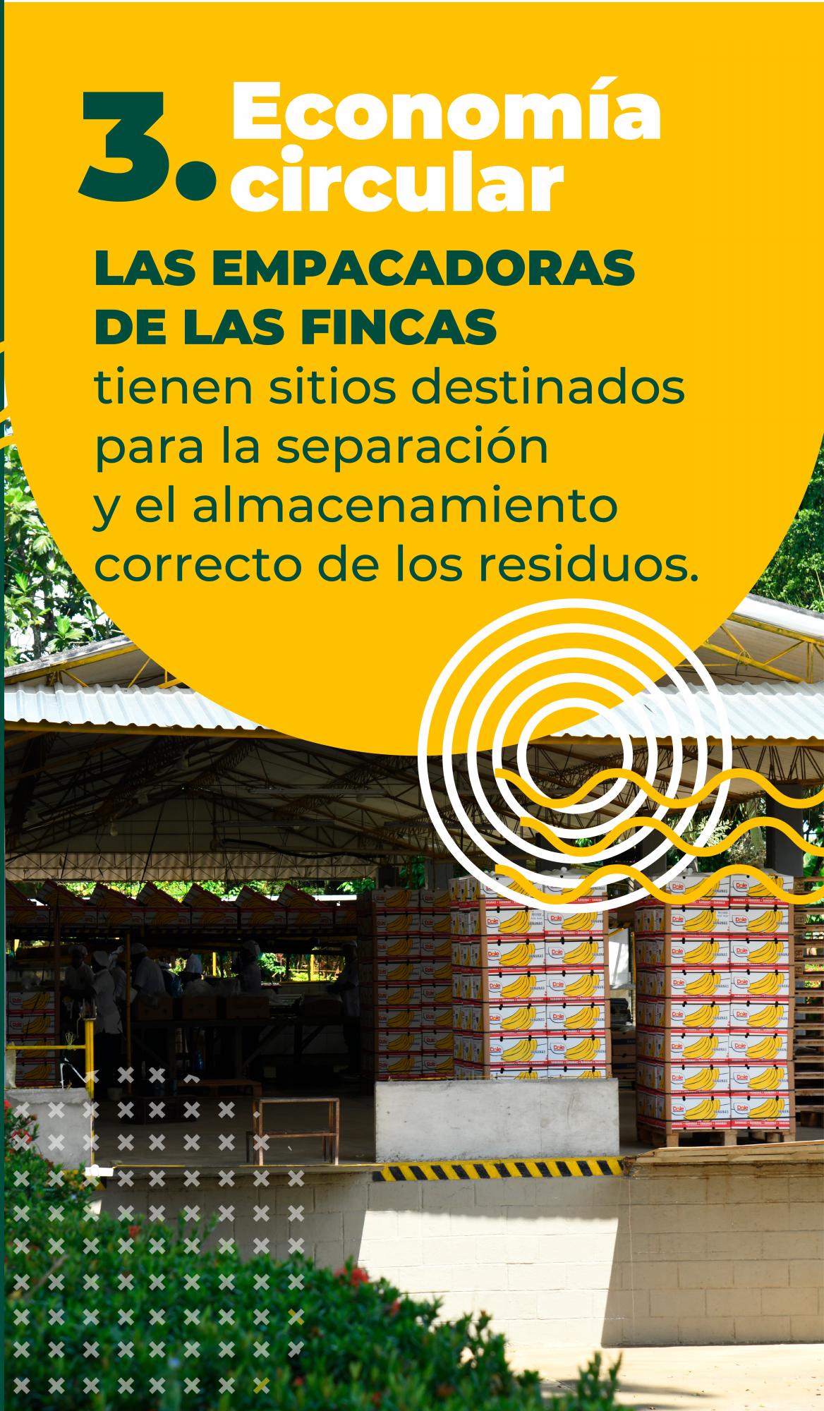 Así protege el sector bananero el medio ambiente en Urabá