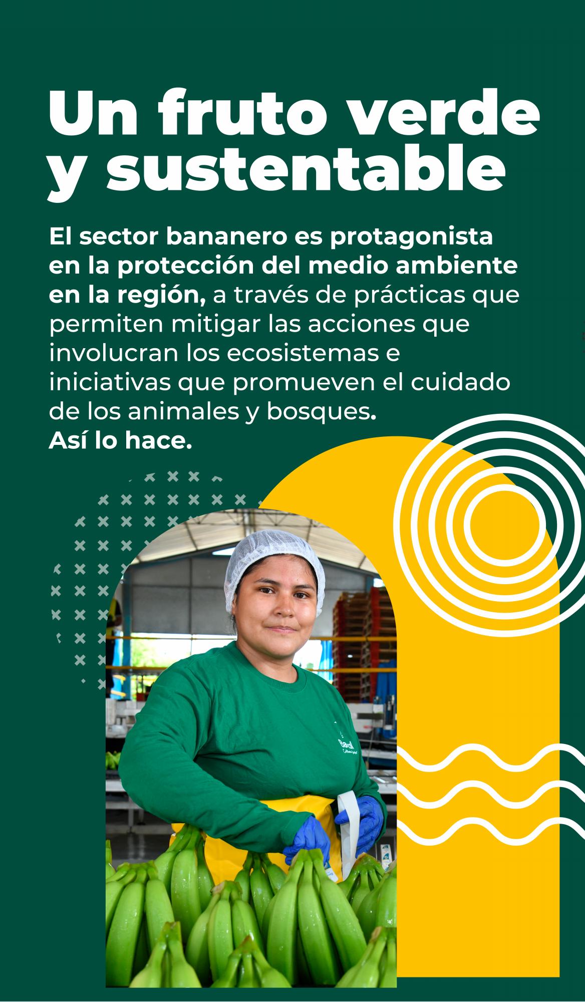 Así protege el sector bananero el medio ambiente en Urabá