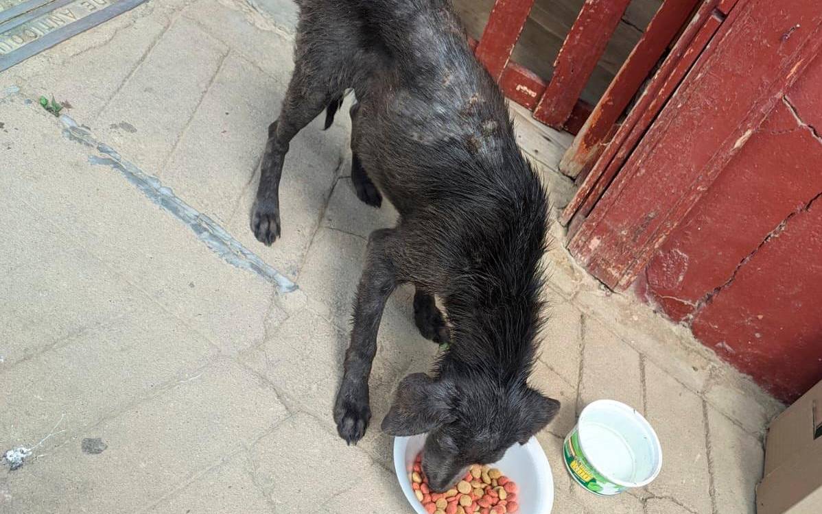 Lo alimentaron y le tuvieron mucha paciencia. /FOTO: POLICÍA NACIONAL