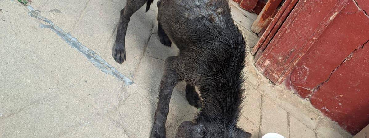 Lo alimentaron y le tuvieron mucha paciencia. /FOTO: POLICÍA NACIONAL