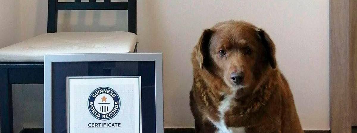 Bobi fue reconocido con un Récord Guinness en febrero de 2023. /FOTO: TOMADA DE RÉCORD GUINNESS.