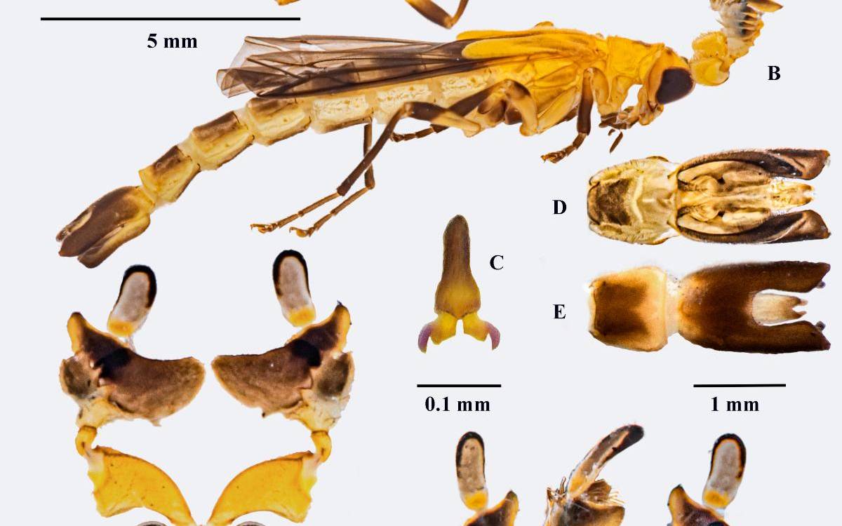 Ficha de la nueva especie, elaborada por los estudiantes Sebastián Serna y Julián David Alzate. /FOTO: CORTESÍA Grupo de Entomología U. de A.
