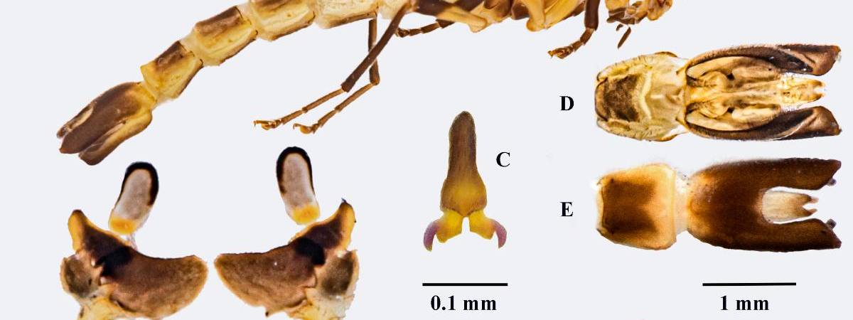 Ficha de la nueva especie, elaborada por los estudiantes Sebastián Serna y Julián David Alzate. /FOTO: CORTESÍA Grupo de Entomología U. de A.