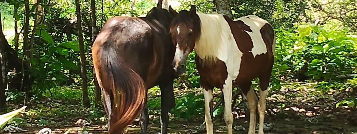 Aunque Bonita era esquiva al principio, Orión siempre fue su compañero fiel. FOTO: CORTESÍA