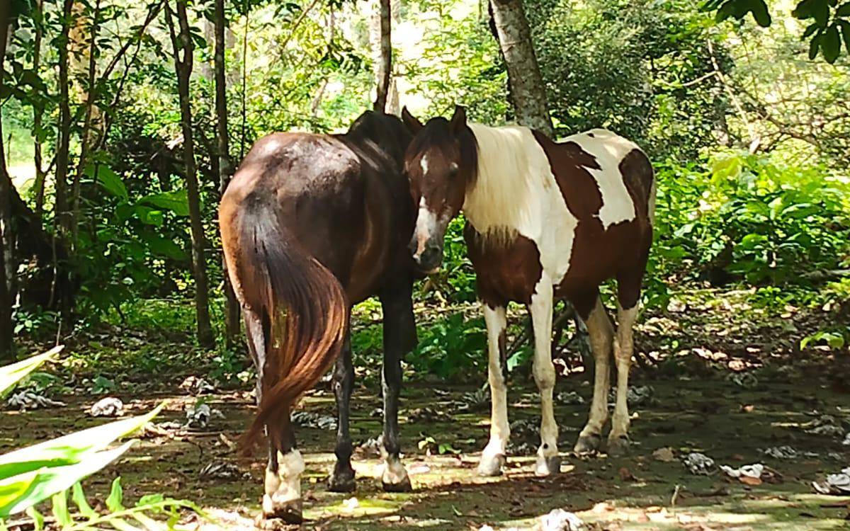 Aunque Bonita era esquiva al principio, Orión siempre fue su compañero fiel. FOTO: CORTESÍA