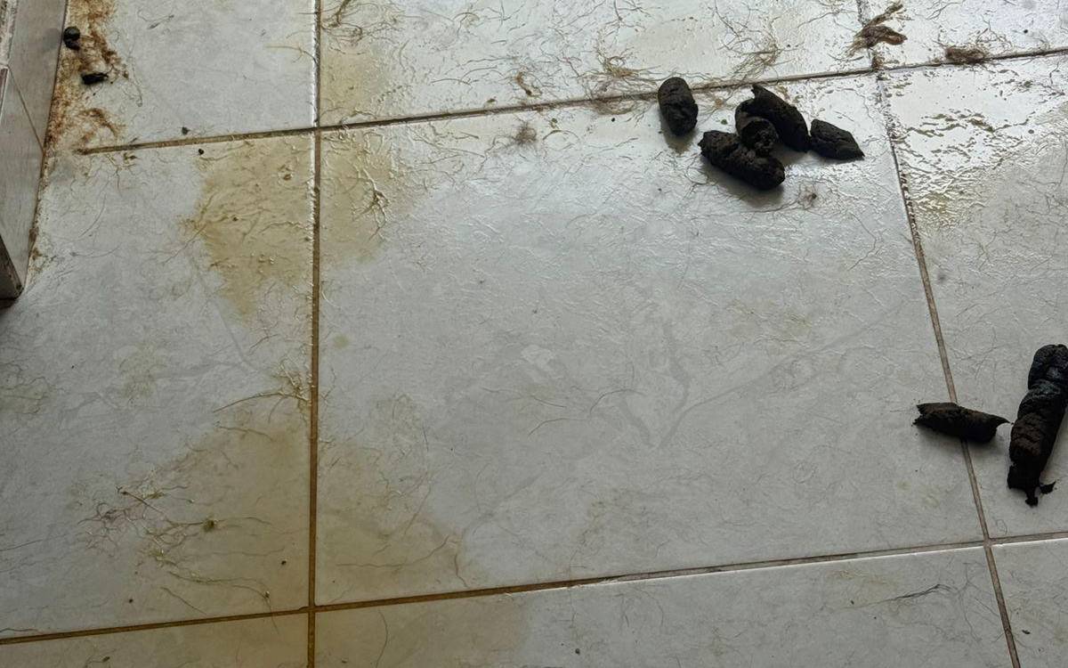 Así encontraron la vivienda que habitaban los perros. <b><span class=mln_small-caps_mln>/FOTO: CORTESÍA ALCALDÍA DE LA ESTRELLA</span></b>