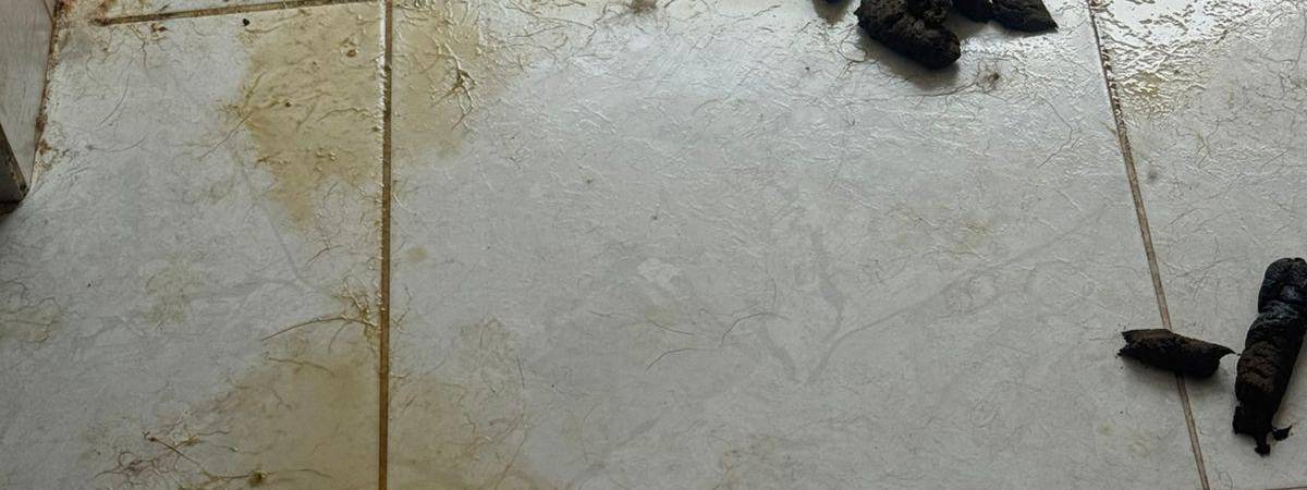 Así encontraron la vivienda que habitaban los perros. /FOTO: CORTESÍA ALCALDÍA DE LA ESTRELLA