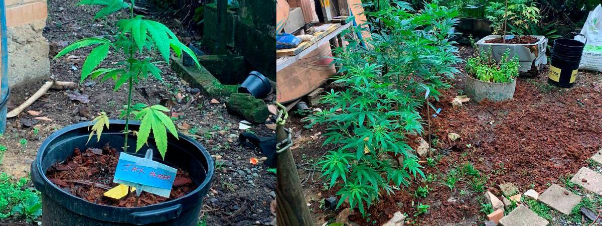 En la vivienda, en Sabaneta, encontraron viveros de cultivos de marihuana. /FOTOS: POLICÍA NACIONAL