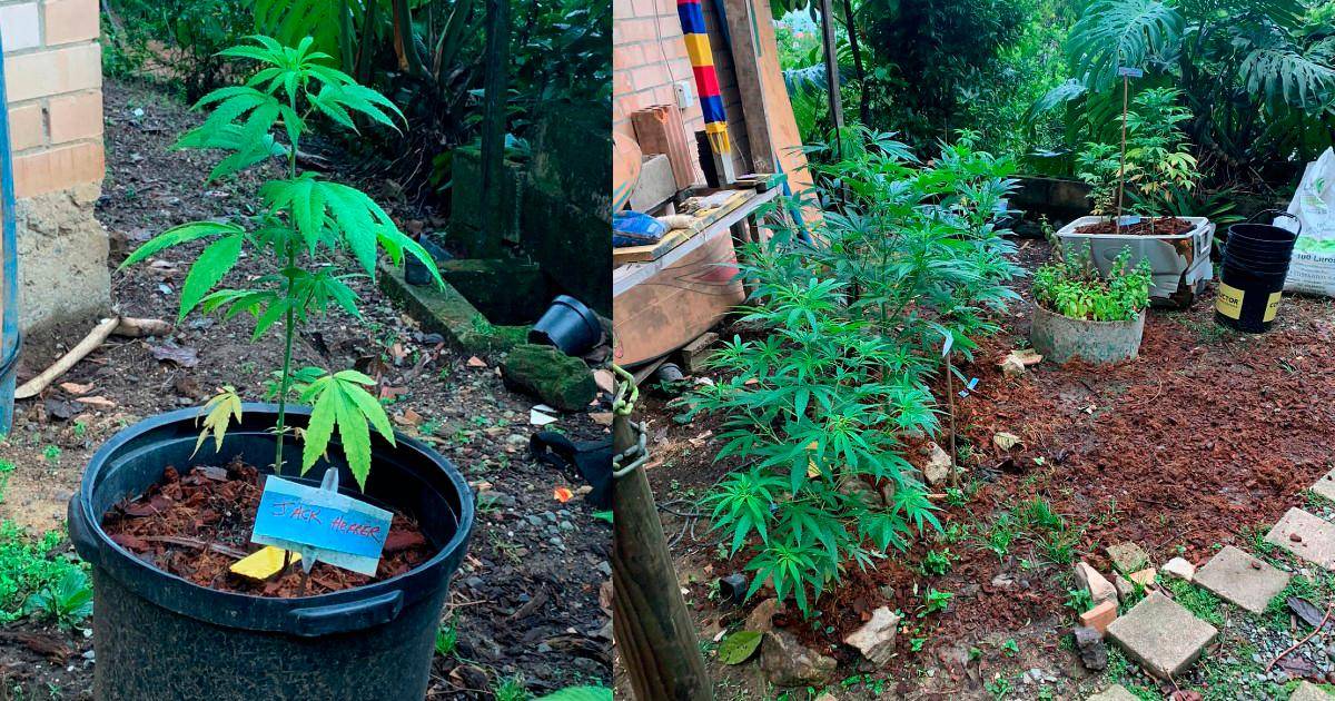En la vivienda, en Sabaneta, encontraron viveros de cultivos de marihuana. /FOTOS: POLICÍA NACIONAL