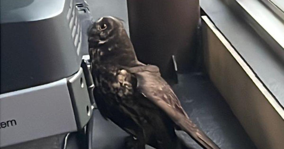 El animal aterrizó detrás de las caminadoras. FOTO: ÁGUEDA VILLA