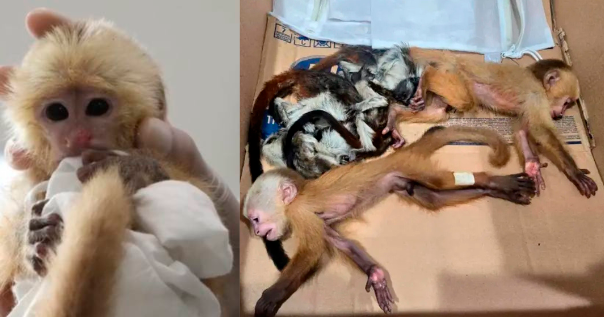 (Izq) Uno de los monos cariblancos que fue rescatado, (der) estaban sedados y con signos de maltrato. <b><span class=mln_small-caps_mln>/FOTOS: CORTESÍA</span></b>