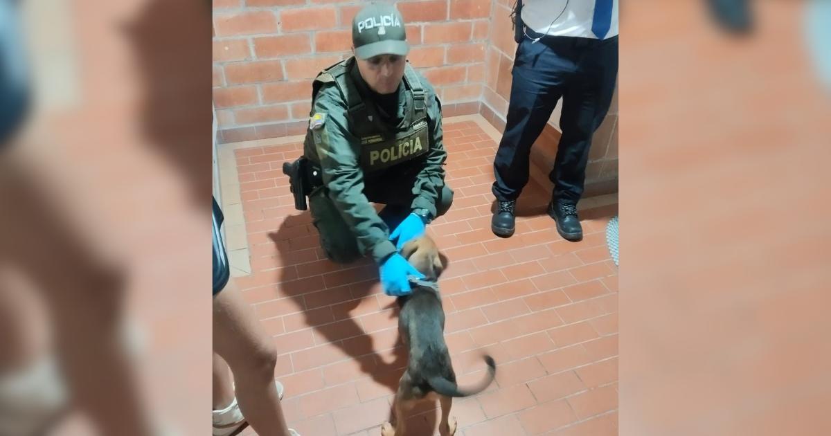 Perrito víctima de presunto maltrato en la Loma de los Bernal. <b><span class=mln_small-caps_mln>/FOTO: POLICÍA NACIONAL</span></b>