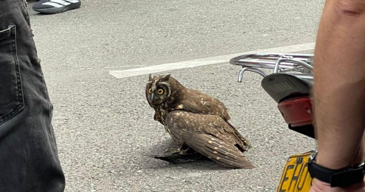 Búho cornudo rescatado en un gimnasio del centro de Medellín