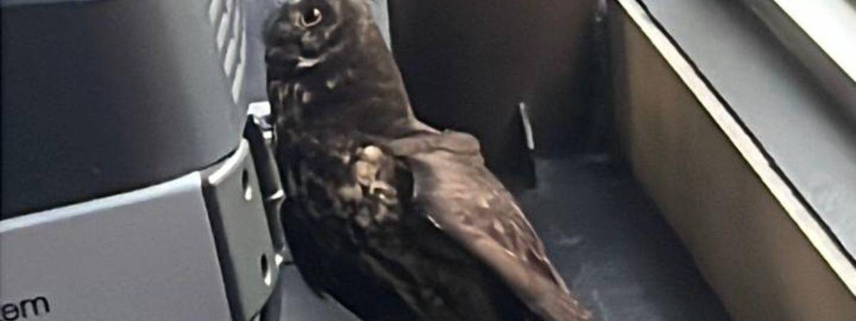 El animal aterrizó detrás de las caminadoras. FOTO: ÁGUEDA VILLA