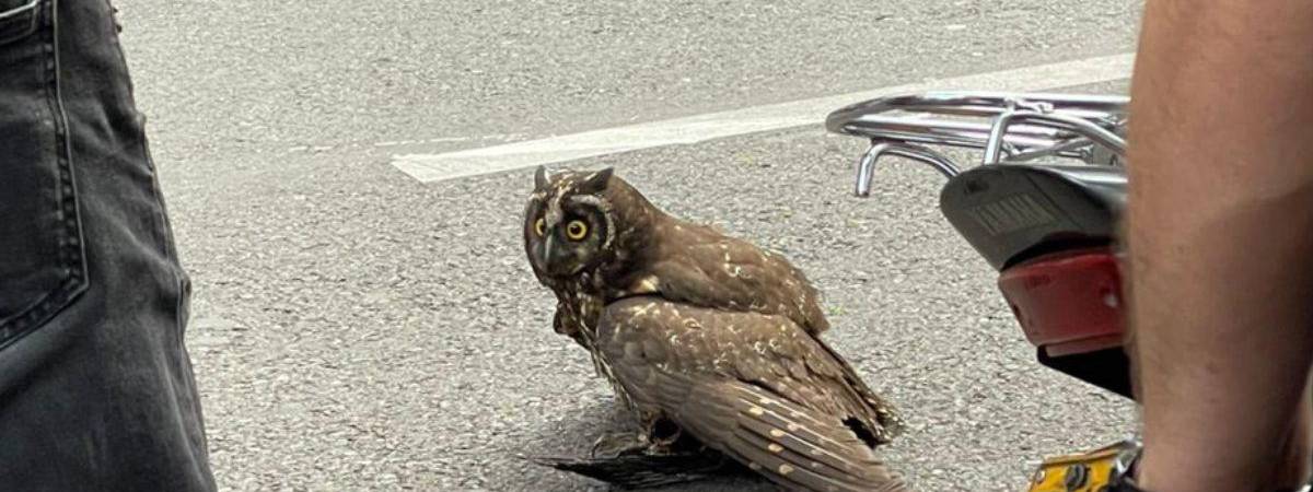 Búho cornudo rescatado en un gimnasio del centro de Medellín 