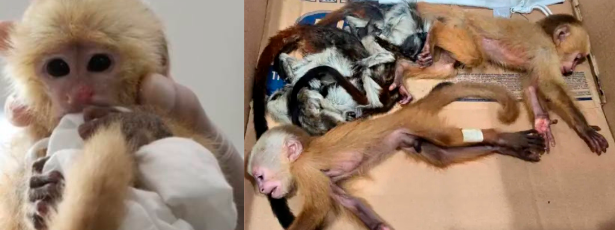(Izq) Uno de los monos cariblancos que fue rescatado, (der) estaban sedados y con signos de maltrato. /FOTOS: CORTESÍA