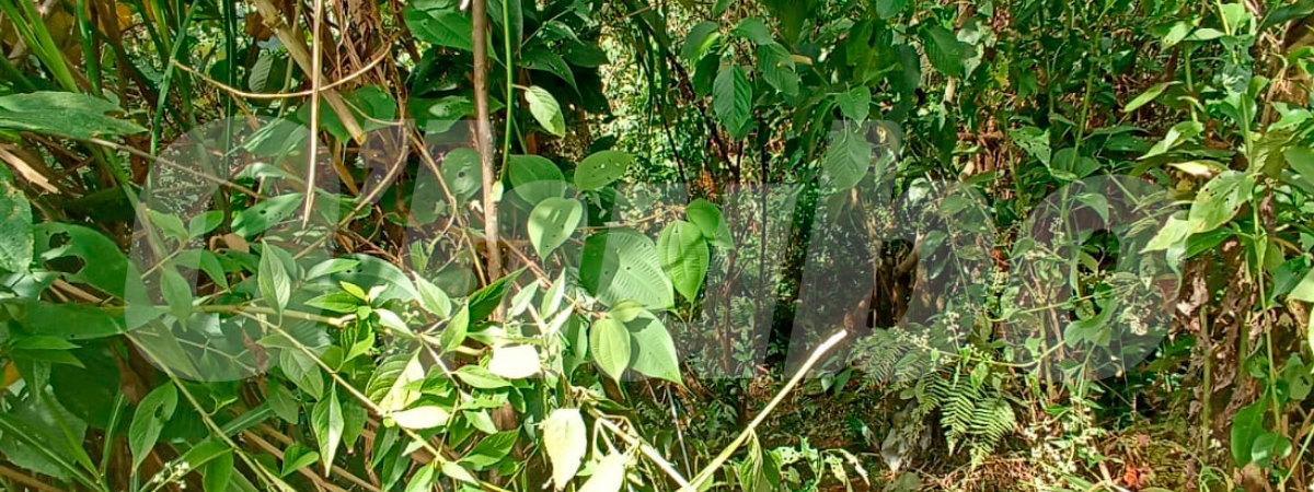 / FOTO: ALEJANDRA MORALES.