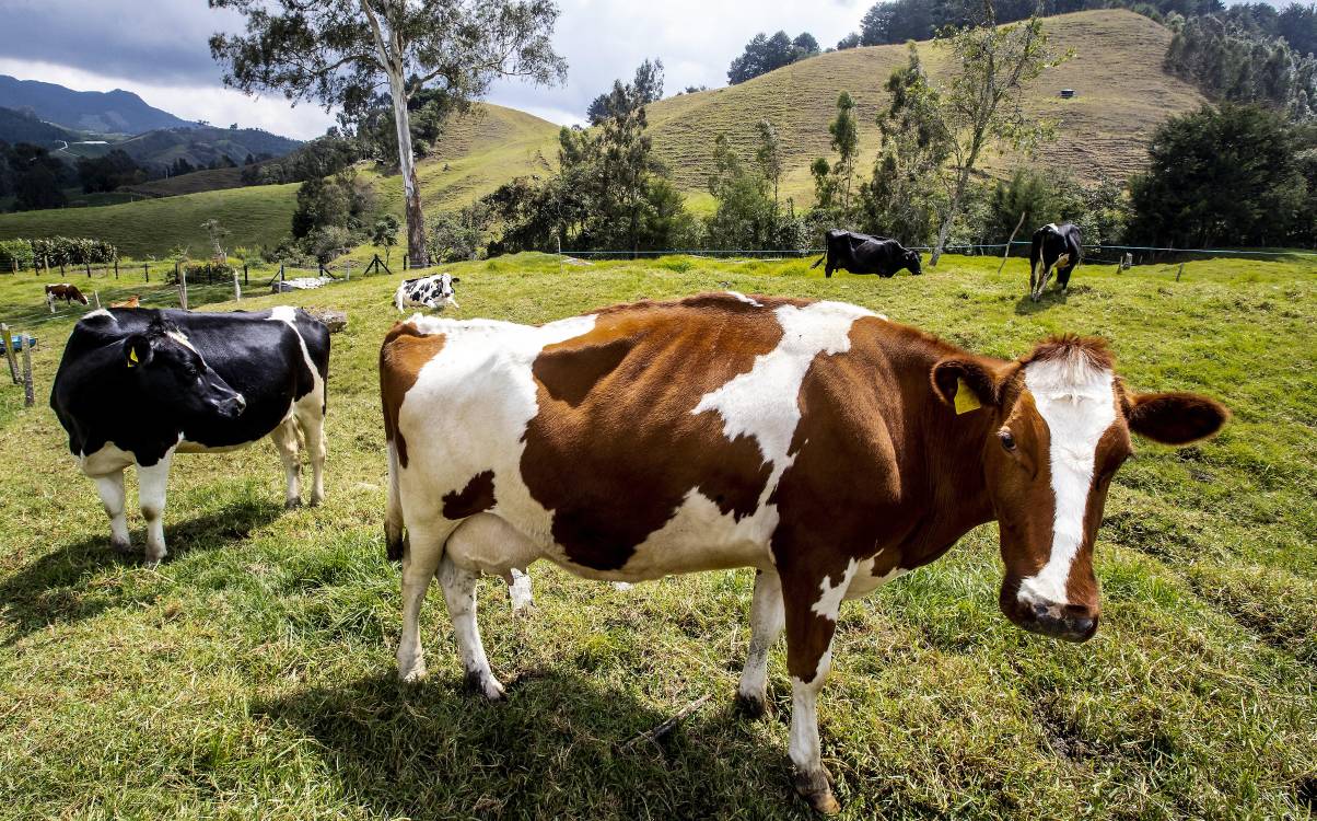 Gloria, Lactalis y Hacienda San Mateo obtuvieron una ventaja competitiva indebida al reducir costos usando lactosuero. FOTO: JAIME PÉREZ MUNÉVAR