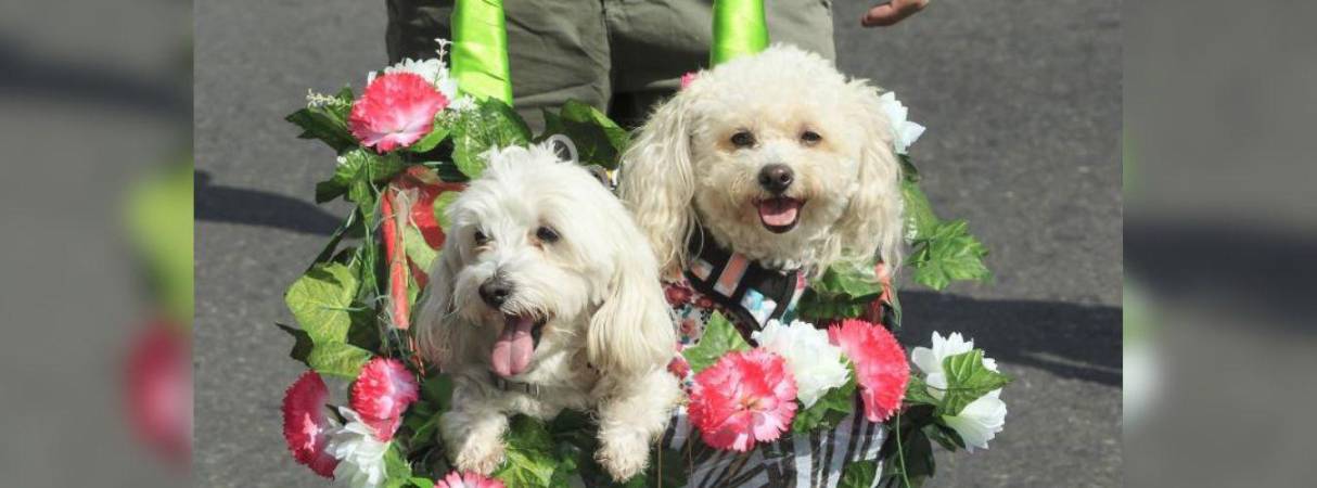 Procure que los productos que utilice sean específicos para perros y gatos, según el caso. FOTO: CAMILO SUÁREZ