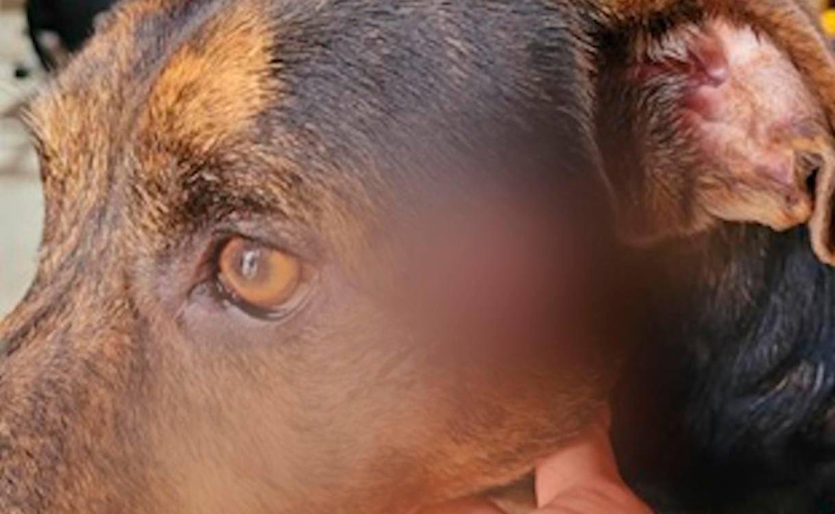 $!Uno de los perritos maltratados. /FOTO: CORTESÍA